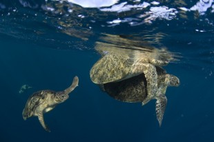 Mabul Resort 3D2N mabul islands image