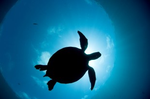  Borneo Tours and Travel  image