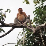 Proboscis Monkey Kota Kinabalu River Cruise from RM 135.00 Borneo Tours and Travel image