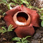 Rafflesia Flower Rafflesia Flower