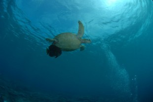 Sipadan Island Turtle Borneo Global Sipadan Backpackers backpackers image