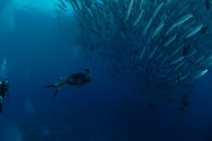 Sipadan Island Borneo Global Sipadan Backpackers backpackers image