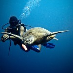 Sipadan Diving & Snorkeling from RM 730.00 Borneo Tours and Travel image