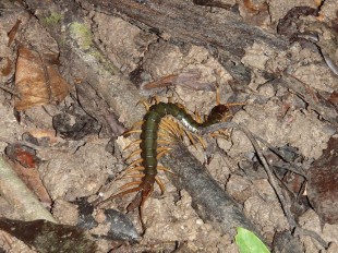 Borneo Creatures Maliau Basin 5D4N maliau basin image
