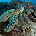 Sipadan Turtle Sipadan Turtle