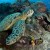 Sipadan Turtle Sipadan Turtle