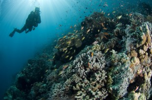 CE Sipadan (8) Mabul and Kapalai Dive Package 3D2N package image