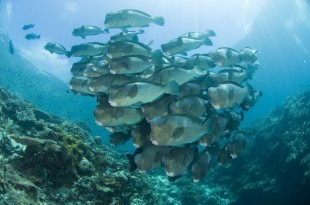 CE Sipadan (9) Mabul and Kapalai Dive Package 3D2N package image