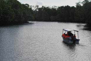 River Cruise Semporna Proboscis Monkey proboscis monkeys image