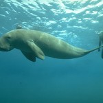 Dugong Dugong