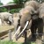Borneo Pygmy Elephant Borneo Pygmy Elephant