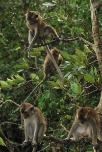 Long Tailed Macaque Semporna Proboscis Monkey proboscis monkeys image