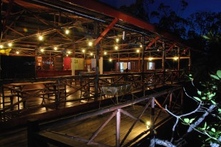 Borneo Semporna Proboscis River Cruise at Night Semporna Proboscis Monkey proboscis monkeys image