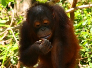 Orang Utan Babies Sepilok 2D1N orangutan image