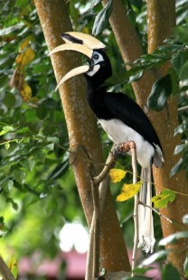 Oriental Pied Hornbill Semporna Proboscis Monkey proboscis monkeys image