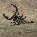 Tabin Scorpion Tabin Scorpion
