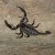 Tabin Scorpion