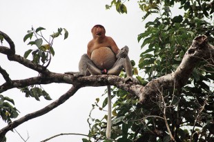  Borneo Tours and Travel  image