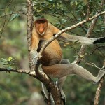Proboscis Monkey Proboscis Monkey
