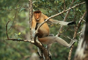 Proboscis Monkey Kota Kinabalu proboscis monkeys image