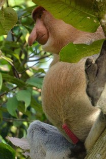 Proboscis Monkey Semporna Proboscis Monkey proboscis monkeys image
