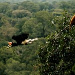 Rhinoceros Hornbill