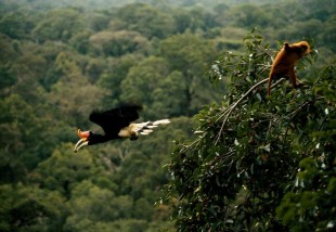 Rhinoceros Hornbill Danum Valley Conservation Area danum valley image