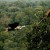 Rhinoceros Hornbill Rhinoceros Hornbill