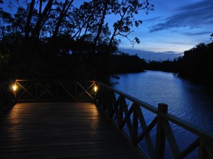 River Cruise Jetty Semporna Proboscis Monkey proboscis monkeys image