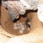 Turtle Laying Eggs