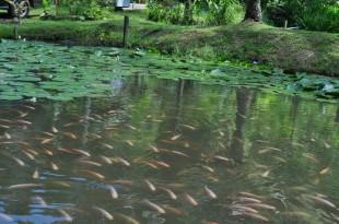 Pic (2) Farmstay borneo tours image