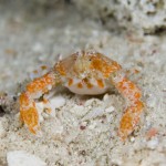 Celebes Sea