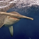 Hammerhead Shark (8) Hammerhead Shark (8)