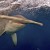 Hammerhead Shark (8) Hammerhead Shark (8)