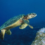 Hawksbill Turtle Hawksbill Turtle