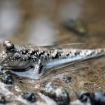 Mudskipper Mudskipper