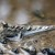 Mudskipper Mudskipper