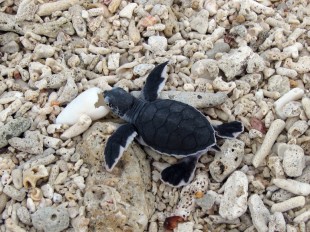 Selingan Turtle Island  turtle island image