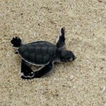 Selingan Island Turtle Baby