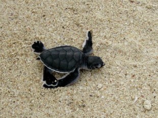 Selingan Turtle Island  turtle island image