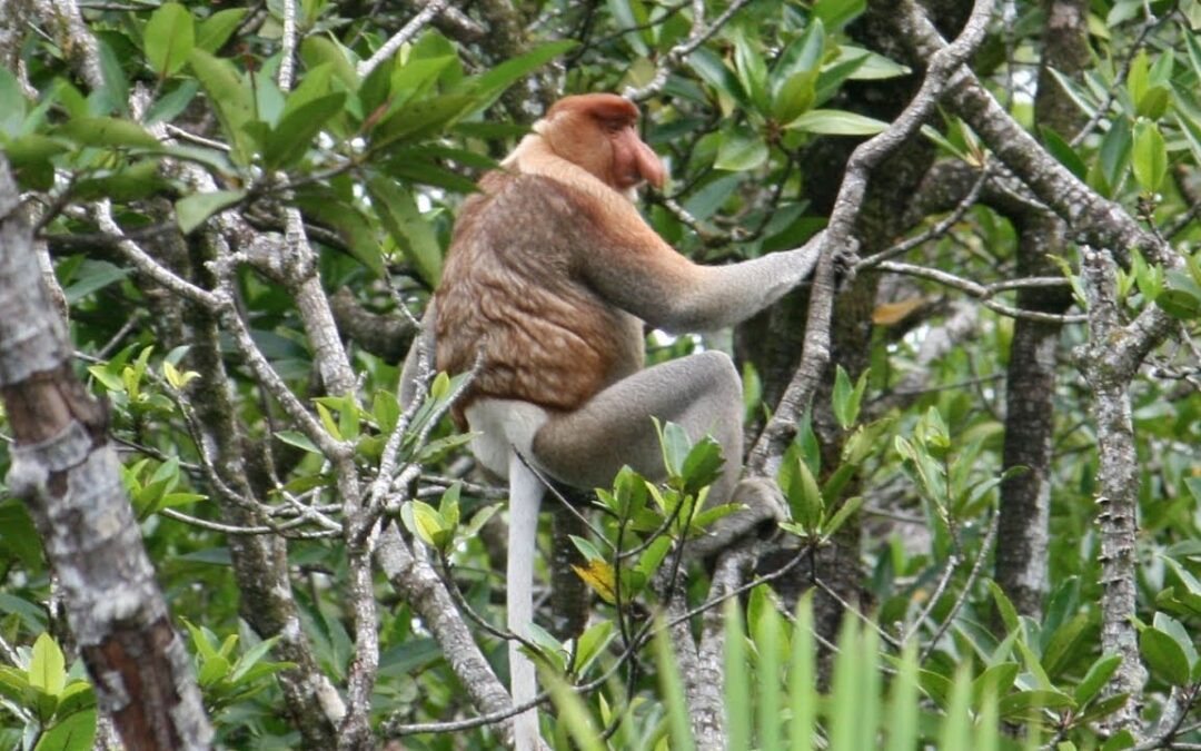 Klias River Proboscis Monkey + Fireflies Cruise