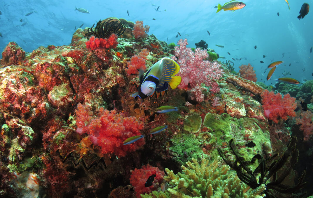 Kota Belud Day Trip (Fun Dive)