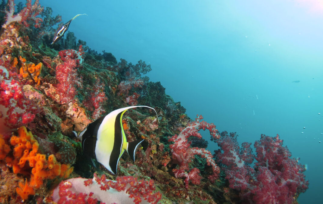 Mantanani Island Day Trip (Fun Dive)